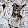 cat, kitten, tabby, towel, rolled_towel, white_towel, shelf, indoor, cute, pet, animal, fur, whiskers, paws, face, eyes, cozy, resting, curious, hiding