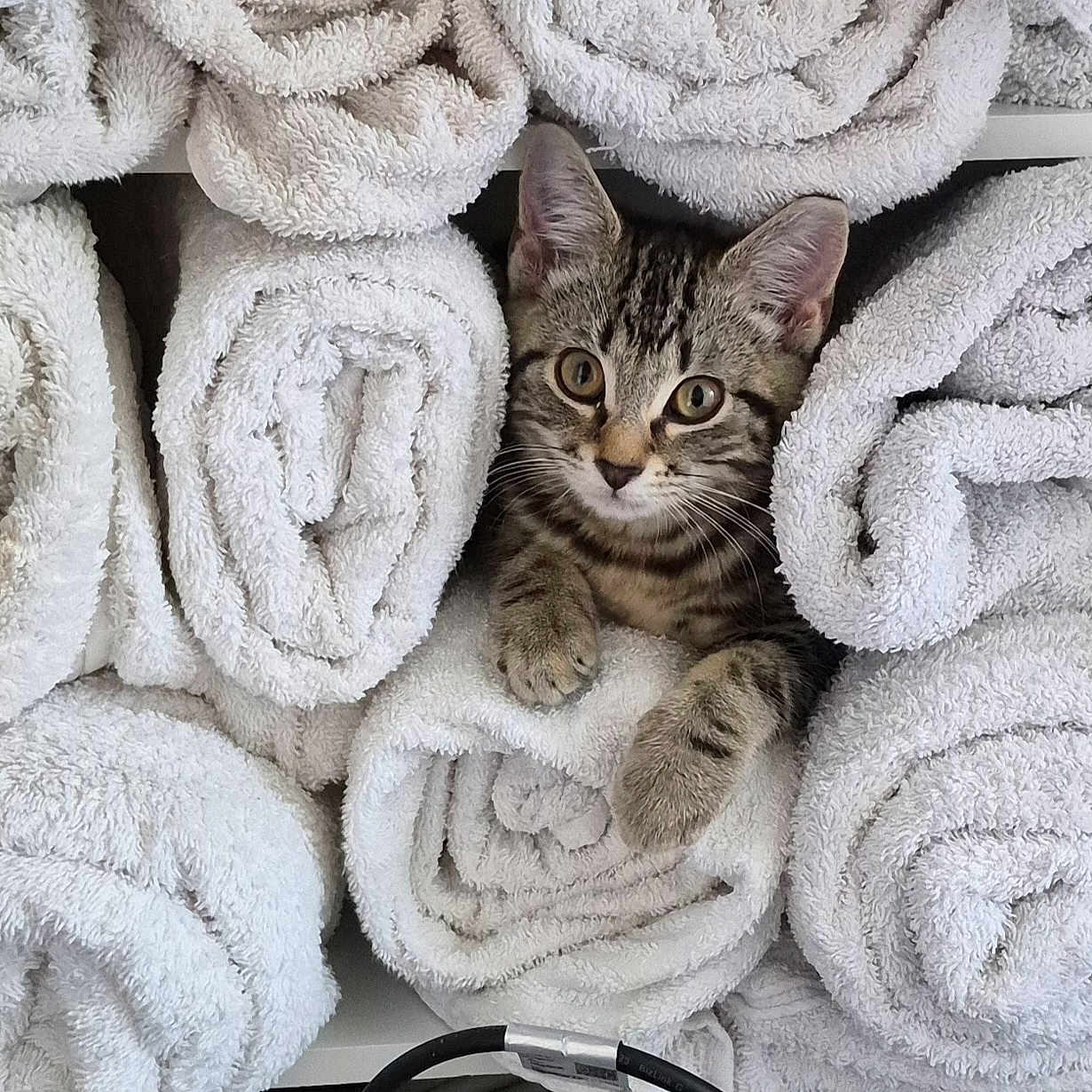 Prinnie Princess is registered to the contest to win money with this photo: cat, kitten, tabby, towel, rolled_towel, white_towel, shelf, indoor, cute, pet, animal, fur, whiskers, paws, face, eyes, cozy, resting, curious, hiding