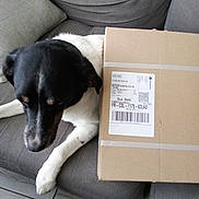 Jaguar a rejoint le concours — aidez-le/la à gagner de superbes lots ! animal, black_and_white, canine, cardboard_box, companion, couch, dog, domestic_animal, floor, four_legged, fur, household, indoor, pet, relaxed, resting, seated, shipping_label, side_view, wooden_floor