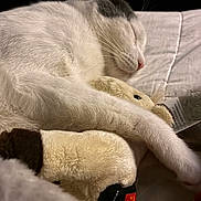 Miles joined the competition — help win amazing prizes! animal, bedtime, blanket, cat, close_up, cozy, cute, fur, gray_cat, hugging, indoor, pet, plush_toy, relaxed, resting, sleeping, soft, stuffed_animal, whiskers, white_cat