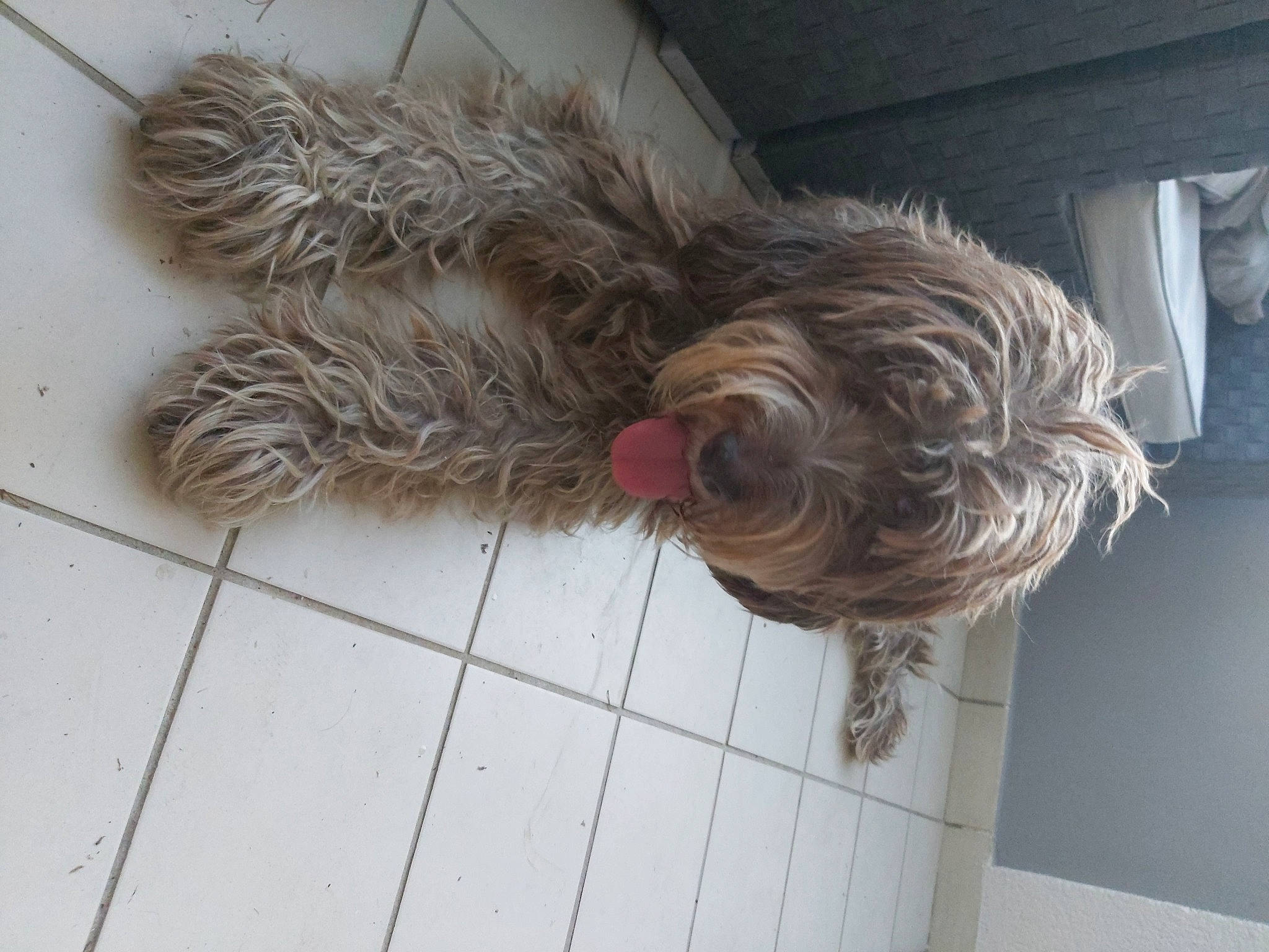 Fanie a rejoint le concours — aidez-le/la à gagner de superbes lots ! canidae, carnivore, companion_dog, dog, dog_breed, flooring, fur, liver, natural_material, pet_supply, snout, sporting_group, tail, terrier, wood