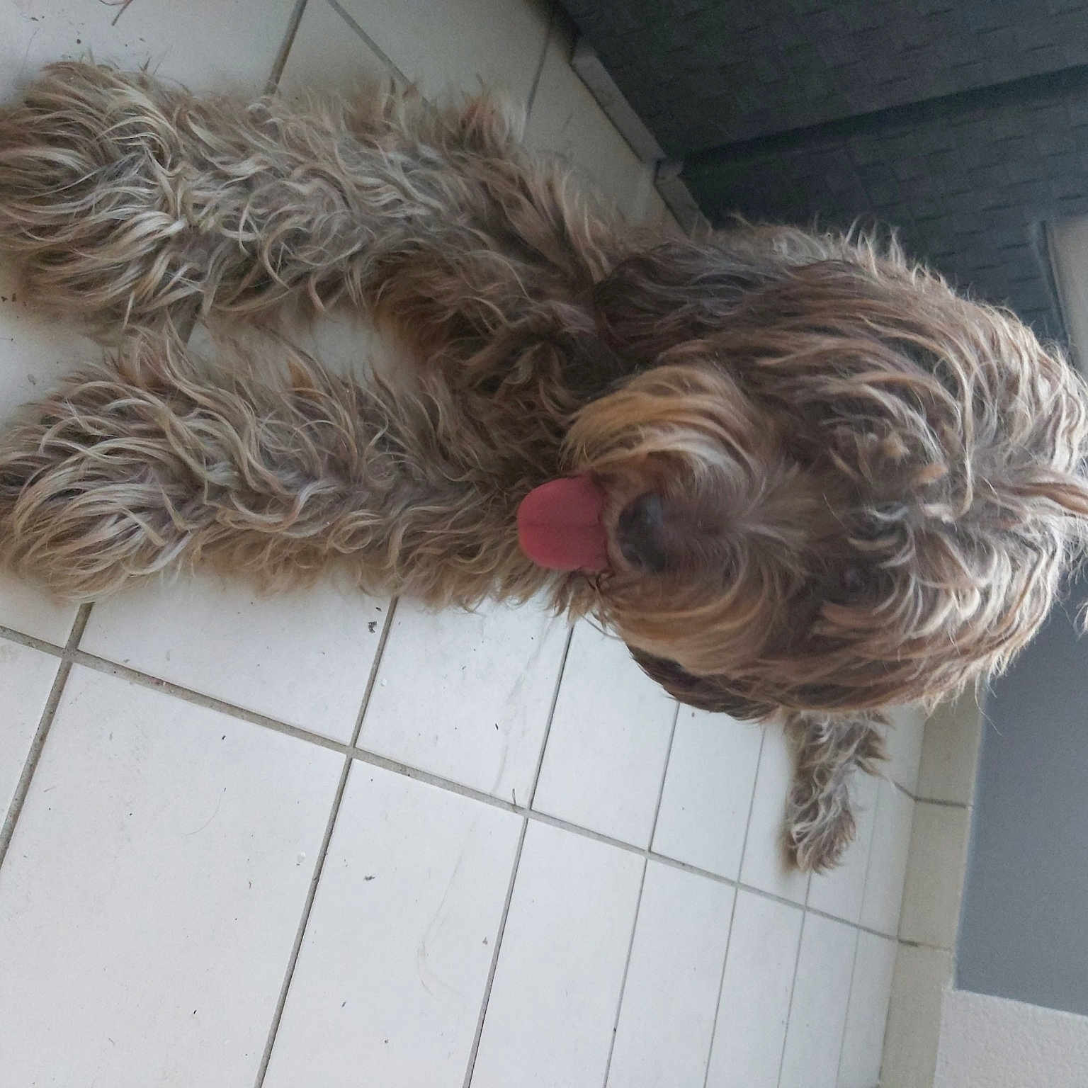Fanie