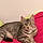 Myrtille