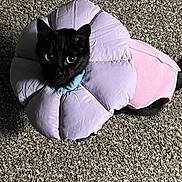 Luna joined the competition — help win amazing prizes! adorable, black_cat, carpet, cat, collar, costume, cozy, curious, fabric, feline, indoor, lavender, pet, pink_outfit, plush_pillow, portrait, sitting, soft_texture, top_view, wide_eyes