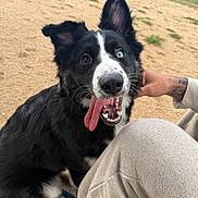 Nacho joined the competition — help win amazing prizes! dog, black_and_white, heterochromia, tongue_out, happy, pet, outdoor, park, sand, grass, person, clothing, sitting, paw, ear, fence, slipper, hand, tattoo, closeup