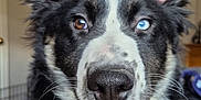 Nacho is registered to the contest to win money with this photo: dog, heterochromia, close_up, portrait, indoor, ears, brown_eye, blue_eye, fur, black_and_white, pet, curious, canine, leash, nose, whiskers, animal, companion, cute, fluffy