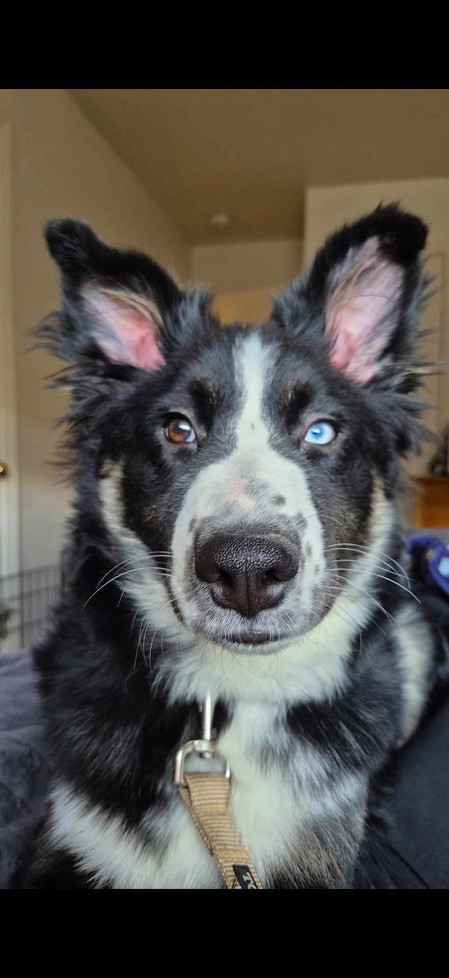 Nacho is registered to the contest to win money with this photo: dog, heterochromia, close_up, portrait, indoor, ears, brown_eye, blue_eye, fur, black_and_white, pet, curious, canine, leash, nose, whiskers, animal, companion, cute, fluffy