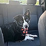 Nacho is registered to the contest to win money with this photo: dog, black_and_white, heterochromia, bandana, car_interior, back_seat, seated, looking_at_camera, tongue_out, happy, pet, animal, window, trees, mountains, daylight, fur, ears_up, collar, domestic_animal