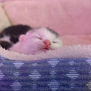 Ivy joined the competition — help win amazing prizes! adorable, animal, bed, comfort, cozy, cute, domestic, fluffy, fur, indoor, kitten, peaceful, pet, pink_background, relaxing, resting, sleeping, small, soft, young