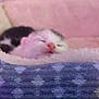 adorable, animal, bed, comfort, cozy, cute, domestic, fluffy, fur, indoor, kitten, peaceful, pet, pink_background, relaxing, resting, sleeping, small, soft, young