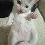 Ivy is registered to the contest to win money with this photo: animal, blurry, cat, close_up, cute, feline, fur, indoor, kitten, lying_down, paw, pet, pink_paw, playful, resting, small, soft_surface, tongue, white, young