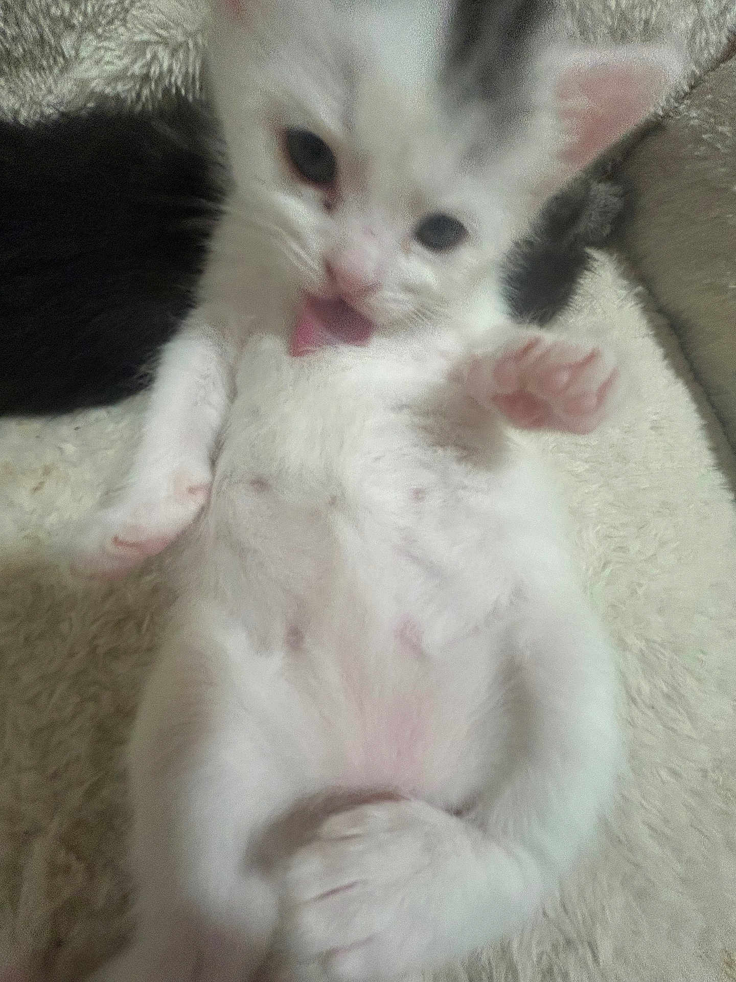 Ivy is registered to the contest to win money with this photo: animal, blurry, cat, close_up, cute, feline, fur, indoor, kitten, lying_down, paw, pet, pink_paw, playful, resting, small, soft_surface, tongue, white, young