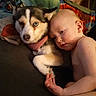 baby, dog, husky, pet, child, couch, blanket, snuggling, indoor, closeup, portrait, furniture, animal, young_child, harness, face, cute, relaxed, person, companionship