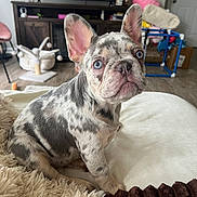 Milo is registered to the contest to win money with this photo: french_bulldog, puppy, dog, blue_eyes, merle_coat, pet, indoor, blanket, couch, living_room, television, furniture, toy, curious, sitting, cute, ears, nose, floor, home