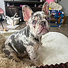 french_bulldog, puppy, dog, blue_eyes, merle_coat, pet, indoor, blanket, couch, living_room, television, furniture, toy, curious, sitting, cute, ears, nose, floor, home