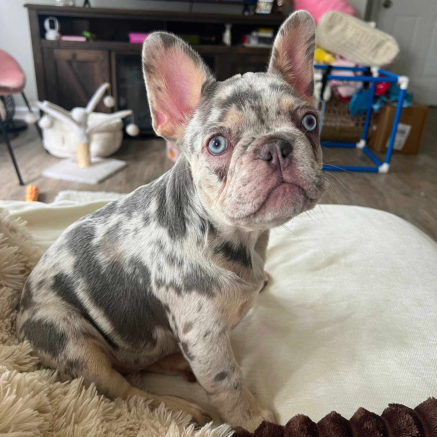 Milo
