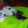 Ryker is registered to the contest to win money with this photo: animal, blanket, blue_collar, cage, comfort, cozy, crate, cute, dog, domestic, fur, green_blanket, indoor, looking, lying_down, pet, puppy, resting, small_dog, young_dog