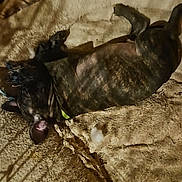 Ryker is registered to the contest to win money with this photo: dog, brindle, sleeping, pet, dog_bed, crate, cage, plush_bed, fur, resting, indoor, cozy, chew_damage, stuffing, collar, ear, paws, closeup, home, relaxed