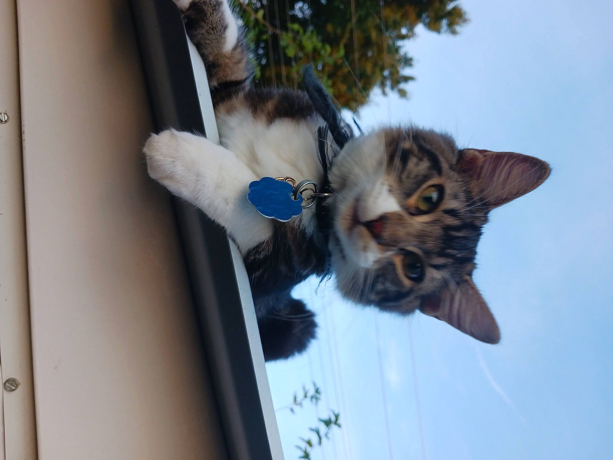 Biggie joined the competition — help win amazing prizes! carnivore, cat, claw, domestic_short_haired_cat, door, felidae, flowerpot, fur, paw, plant, sky, small_to_medium_sized_cats, street_light, tail, tree, vehicle_door, whiskers, window