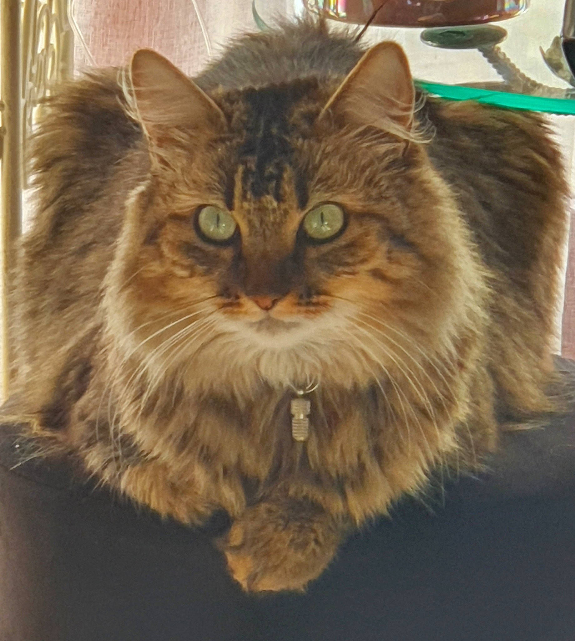 Clea a rejoint le concours — aidez-le/la à gagner de superbes lots ! box, british_longhair, carnivore, cat, domestic_short_haired_cat, fawn, felidae, fur, hair, iris, maine_coon, small_to_medium_sized_cats, snout, terrestrial_animal, whiskers, wood