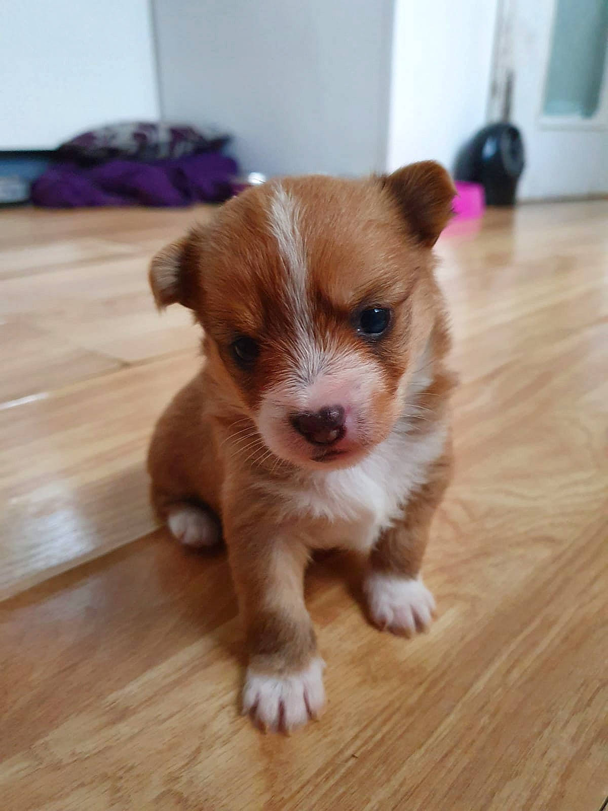 Luna joined the competition — help win amazing prizes! canidae, cardigan_welsh_corgi, carnivore, companion_dog, dog, dog_breed, fawn, mammal, pembroke_welsh_corgi, portuguese_podengo, puppy, puppy_love, rare_breed_dog, snout, sporting_group, vertebrate, welsh_corgi, whiskers, working_dog