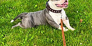Tyson a rejoint le concours — aidez-le/la à gagner de superbes lots ! animal, canine, collar, cute, dog, flower, garden, grass, greenery, happy, leash, nature, outdoor, pet, plants, playful, resting, smiling, summer, tongue_out