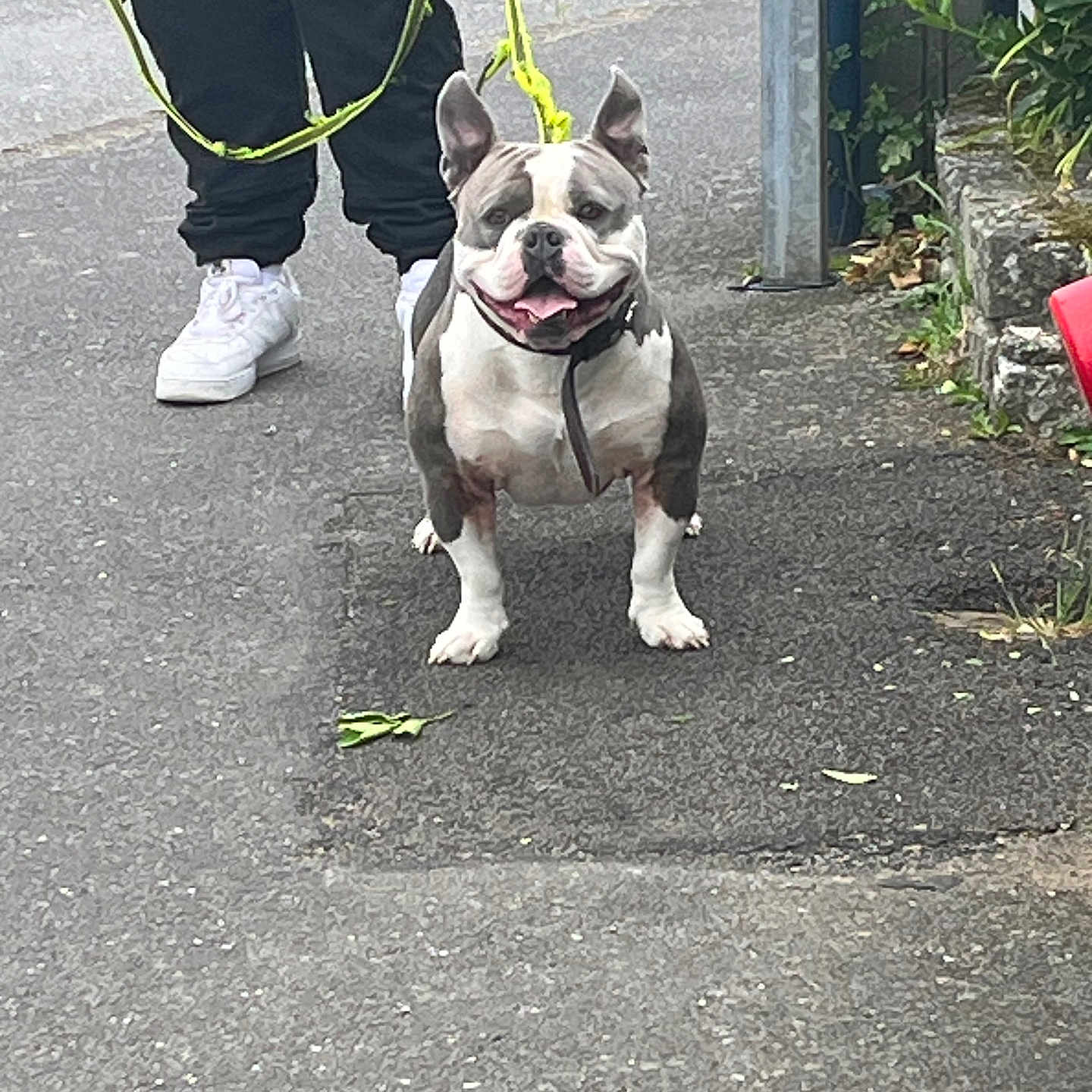 Tyson participe au concours pour gagner de l'argent avec cette photo : animal, canine, collar, dog, ears, footwear, greenery, happy, leash, outdoor, pants, pavement, person, pet, shoes, sidewalk, street, tongue, urban, walking