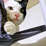 Cheekies joined the competition — help win amazing prizes! animal, black_and_white, black_fur, cat, close_up, curious, cute, eyes, face, feline, funny, hammock, indoors, looking_at_camera, paw, pet, pink_nose, portrait, whiskers, white_fur