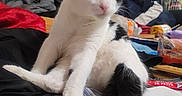 Cheekies joined the competition — help win amazing prizes! animal, bed, bed_linens, bedroom, black_and_white, black_fur, cat, clothing, green_eyes, human_background, indoors, long_tail, lying_down, paws, pet, pink_nose, sitting, snacks, whiskers, white_fur