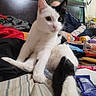 animal, bed, bed_linens, bedroom, black_and_white, black_fur, cat, clothing, green_eyes, human_background, indoors, long_tail, lying_down, paws, pet, pink_nose, sitting, snacks, whiskers, white_fur