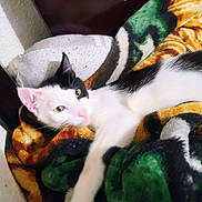Cheekies is registered to the contest to win money with this photo: black_patches, blanket, cat, close_up, cozy, ears, feline, green_eyes, home, indoors, lying_down, multicolored, paw, pet, pink_nose, plaid, portrait, relaxed, whiskers, white_cat