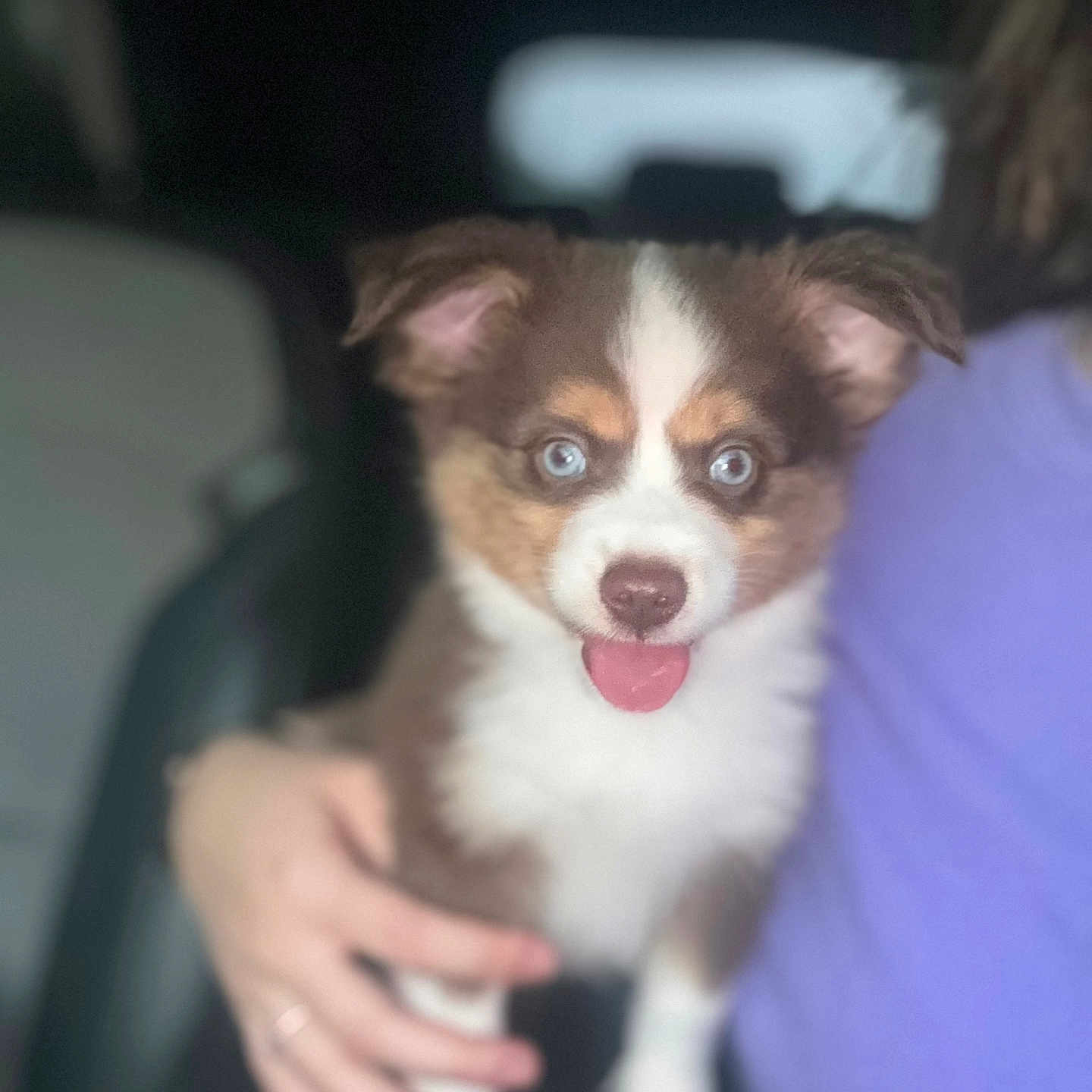 Timber is registered to the contest to win money with this photo: accessories, animal, bodypart, canine, cockerspaniel, dog, face, head, hound, husky, jewelry, mouth, papillon, person, pet, photography, portrait, puppy, ring, teeth