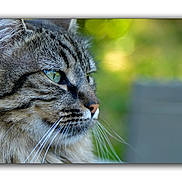 Léon participe au concours pour gagner de l'argent avec cette photo : animal, blurred_background, calm, cat, close_up, feline, fluffy, fur, green_eyes, looking_away, mammal, nature, outdoor, peaceful, pet, portrait, side_profile, soft_light, tabby_cat, whiskers
