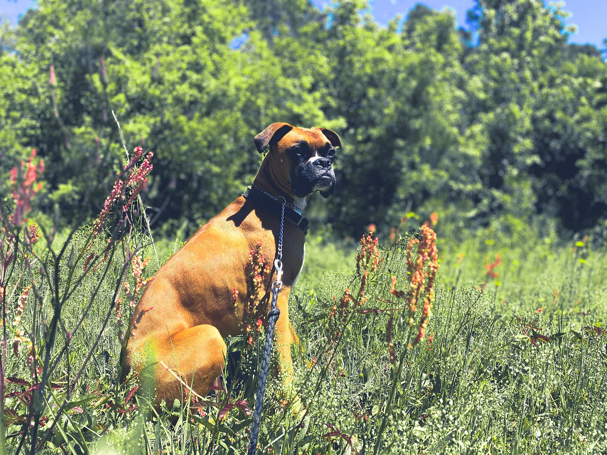 Gunner Blue joined the competition — help win amazing prizes! canidae, carnivore, dog, dog_breed, fawn, grass, grassland, hunting_dog, mammal, meadow, pasture, plant, plant_community, prairie, shrubland, wildflower, wildlife