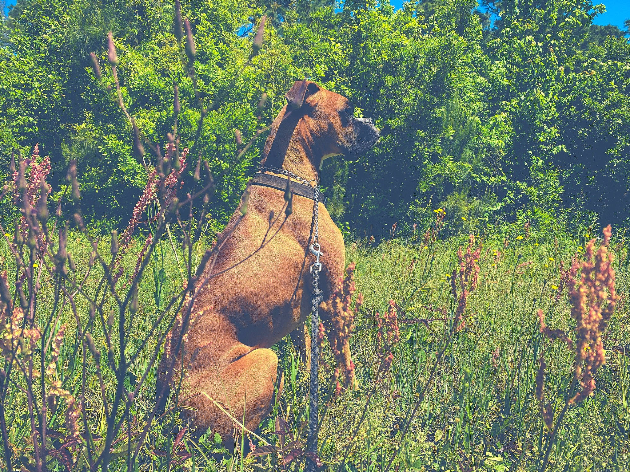 Gunner Blue joined the competition — help win amazing prizes! africanis, canidae, carnivore, dog, dog_breed, fawn, hunting_dog, mammal, plant_community, rhodesian_ridgeback, sporting_group, tosa, vizsla, wildlife, working_dog