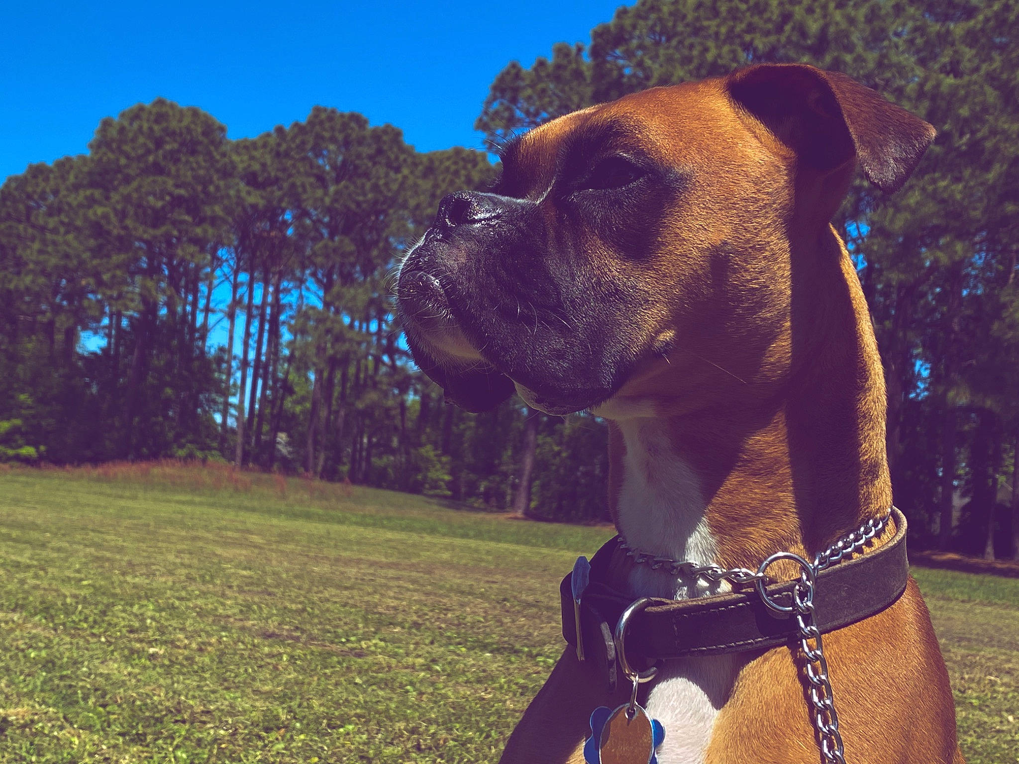 Gunner Blue joined the competition — help win amazing prizes! boerboel, boxer, bullmastiff, canidae, carnivore, collar, companion_dog, dog, dog_breed, dog_collar, dog_walking, fawn, grass, leash, mammal, molosser, muscle, sky, snout, working_dog