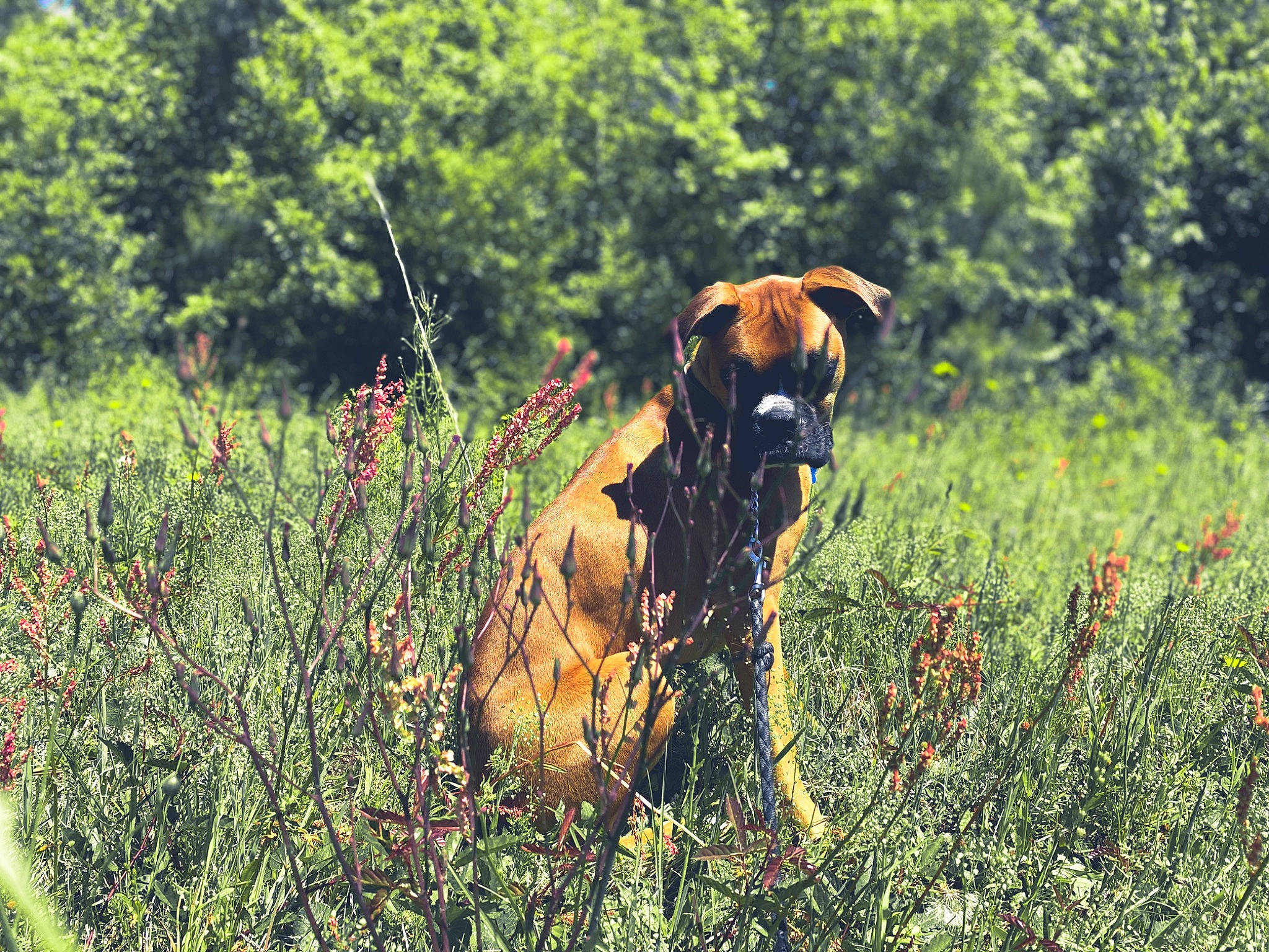 Gunner Blue is registered to the contest to win money with this photo: black_mouth_cur, boerboel, canidae, carnivore, dog, dog_breed, fawn, field_trial, grass, hunting_dog, mammal, plant, sporting_group, tosa, vertebrate, wildlife