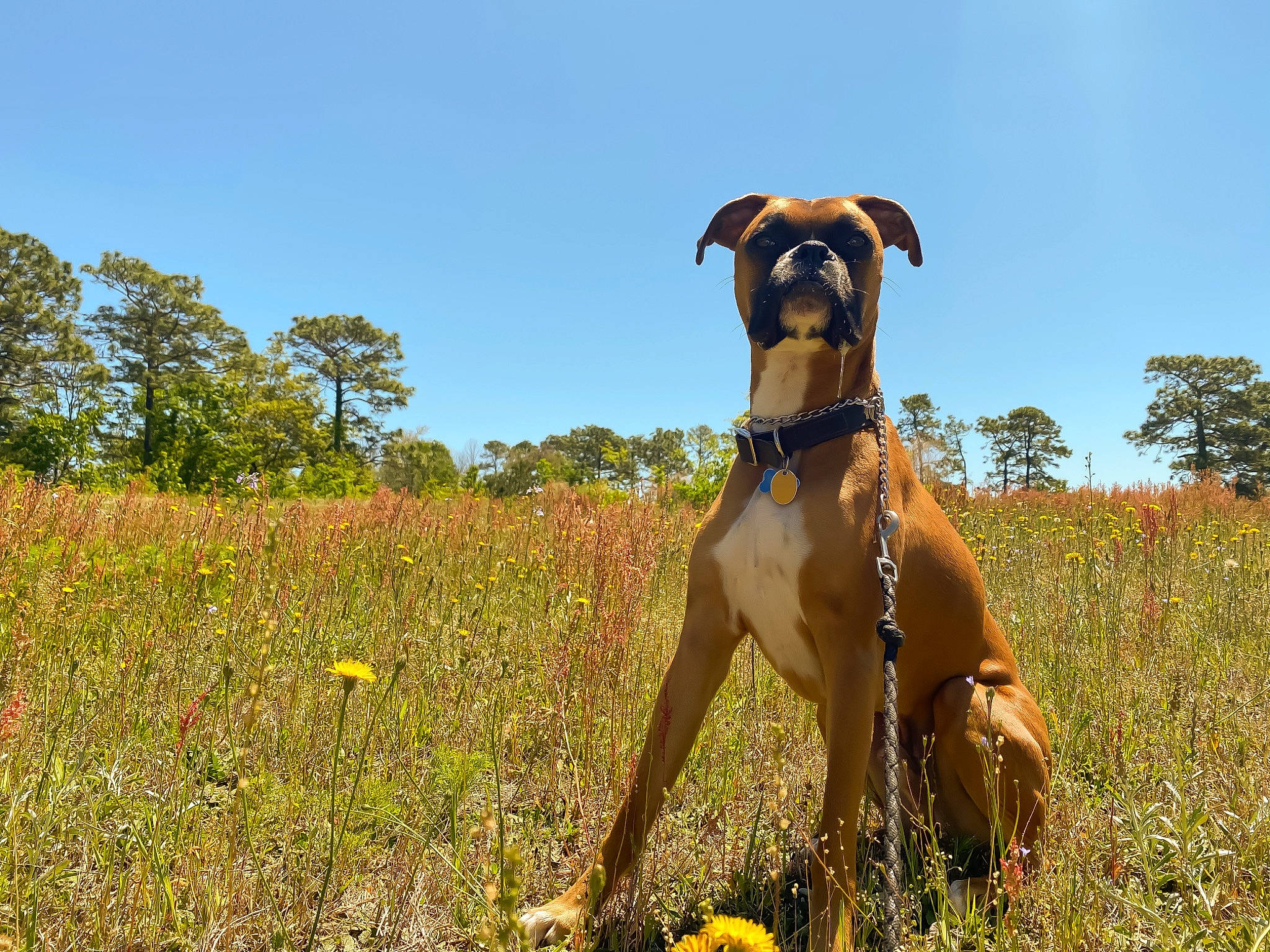 Gunner Blue joined the competition — help win amazing prizes! boxer, canidae, carnivore, dog, dog_breed, fawn, grass, great_dane, hunting_dog, mammal, meadow, molosser, plant, rhodesian_ridgeback, sporting_group, vertebrate, working_dog