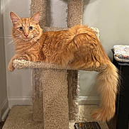Frank joined the competition — help win amazing prizes! animal, carpet, cat, cat_tree, curious, cute, domestic_cat, ears, fluffy, furniture, home, indoor, long_tail, looking, orange_cat, paws, pet, relaxed, resting, whiskers