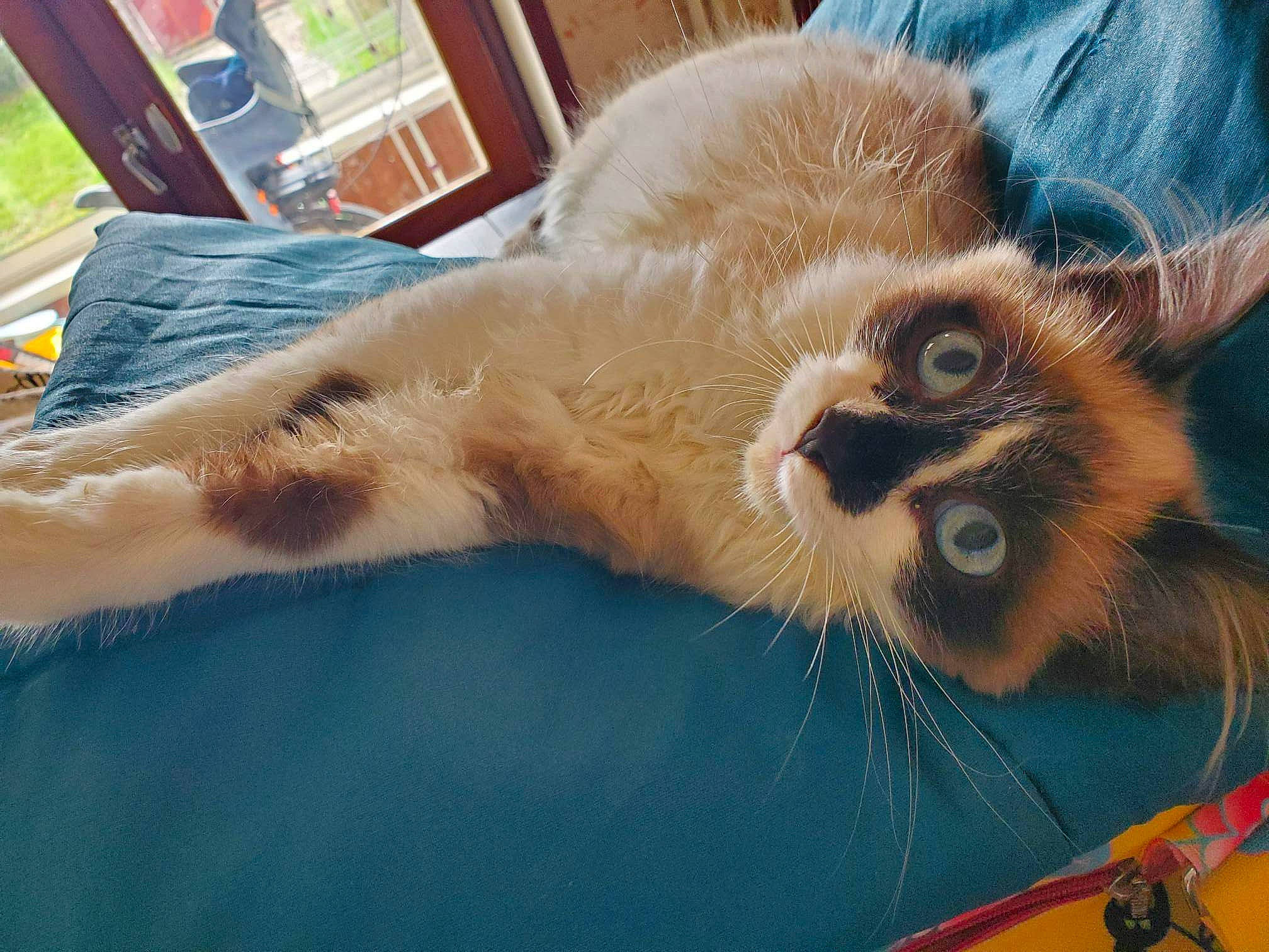 Guizmo participe au concours pour gagner de l'argent avec cette photo : balinese, birman, canidae, carnivore, cat, claw, comfort, companion_dog, dog_breed, domestic_short_haired_cat, felidae, fur, nap, paw, siamese, small_to_medium_sized_cats, tail, thai, whiskers