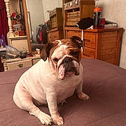 Angel is registered to the contest to win money with this photo: animal, bed, bedroom, blanket, bottle, bulldog, canine, comfort, cute, dog, drawer, expression, fur, furniture, household, indoor, mirror, pet, resting, wooden_furniture
