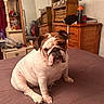animal, bed, bedroom, blanket, bottle, bulldog, canine, comfort, cute, dog, drawer, expression, fur, furniture, household, indoor, mirror, pet, resting, wooden_furniture