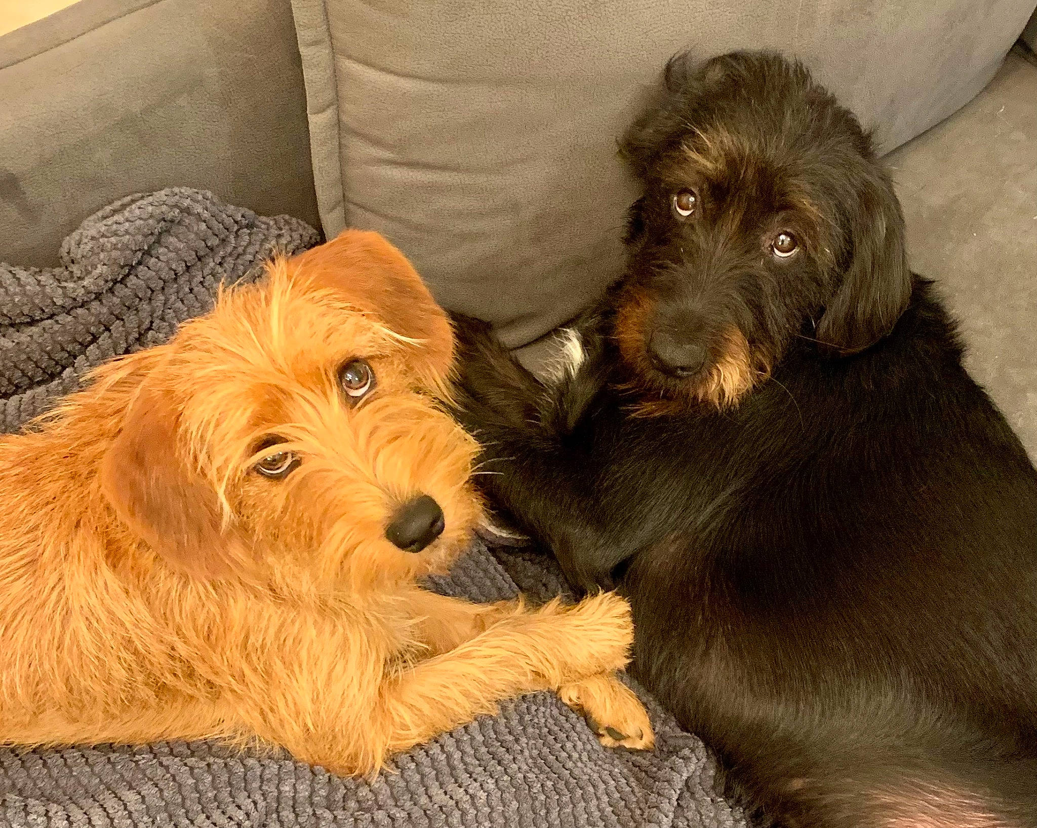 Peanuts Et Scooby a rejoint le concours — aidez-le/la à gagner de superbes lots ! canidae, carnivore, comfort, companion_dog, dog, dog_breed, dog_supply, fur, liver, puppy, small_terrier, snout, sporting_group, terrestrial_animal, terrier, working_animal