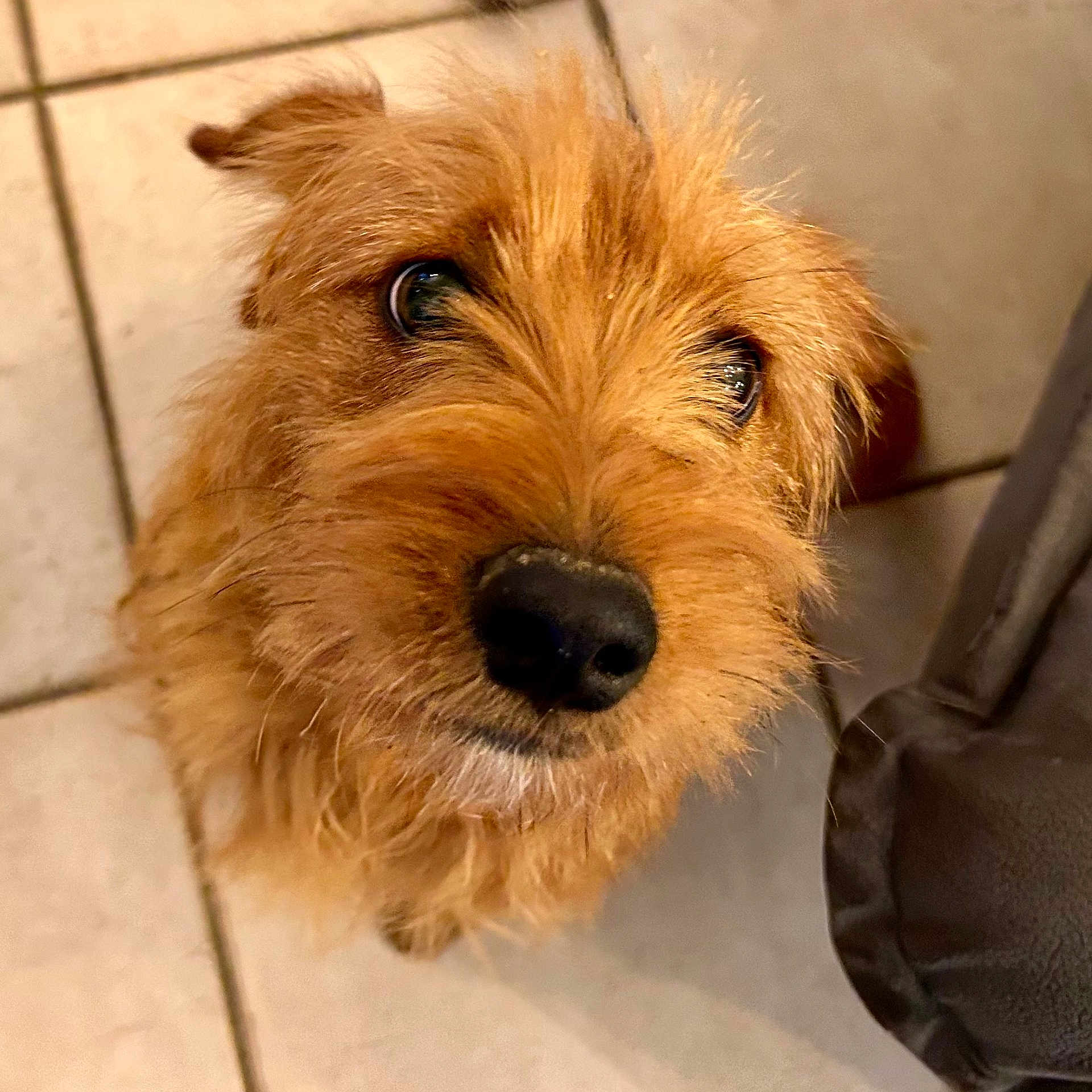 Scooby