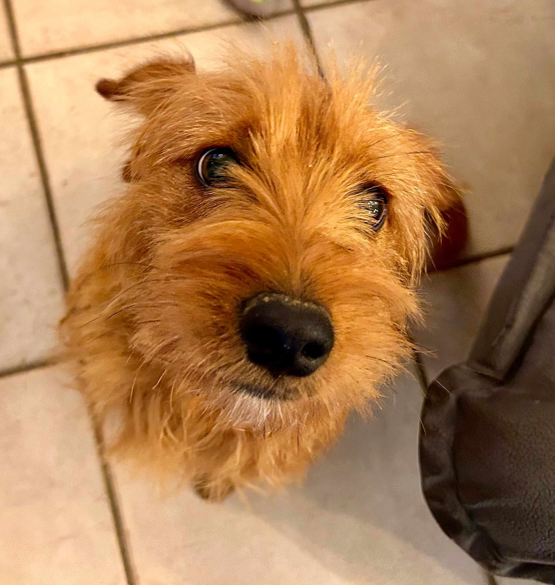 Scooby