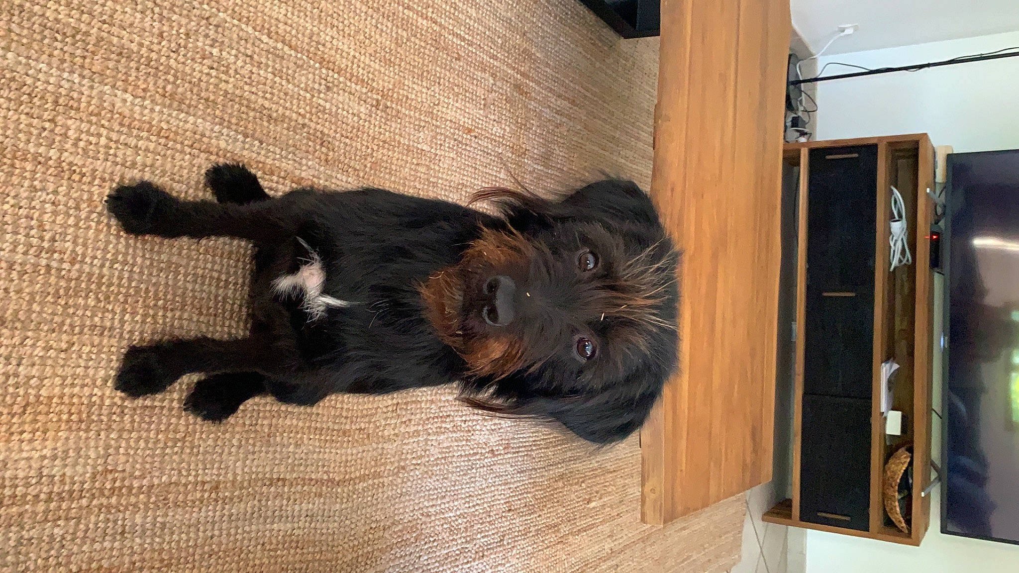 Peanuts participe au concours pour gagner de l'argent avec cette photo : canidae, carnivore, companion_dog, dog, dog_breed, puppy, sporting_group