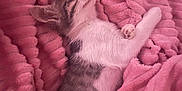 Mikey participe au concours pour gagner de l'argent avec cette photo : kitten, cat, sleeping, pink_blanket, cozy, cute, fur, pet, resting, domestic_animal, feline, soft_texture, indoor, young_animal, whiskers, paws, relaxation, closeup, adorable, nap