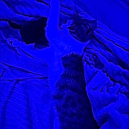 Mikey participe au concours pour gagner de l'argent avec cette photo : cat, blanket, plush_toy, indoor, feline, striped_fur, white_fur, resting, pet, cozy, relaxed, stretching, bedroom, soft_texture, domestic_animal, animal, cute, sleepy, paw, fur