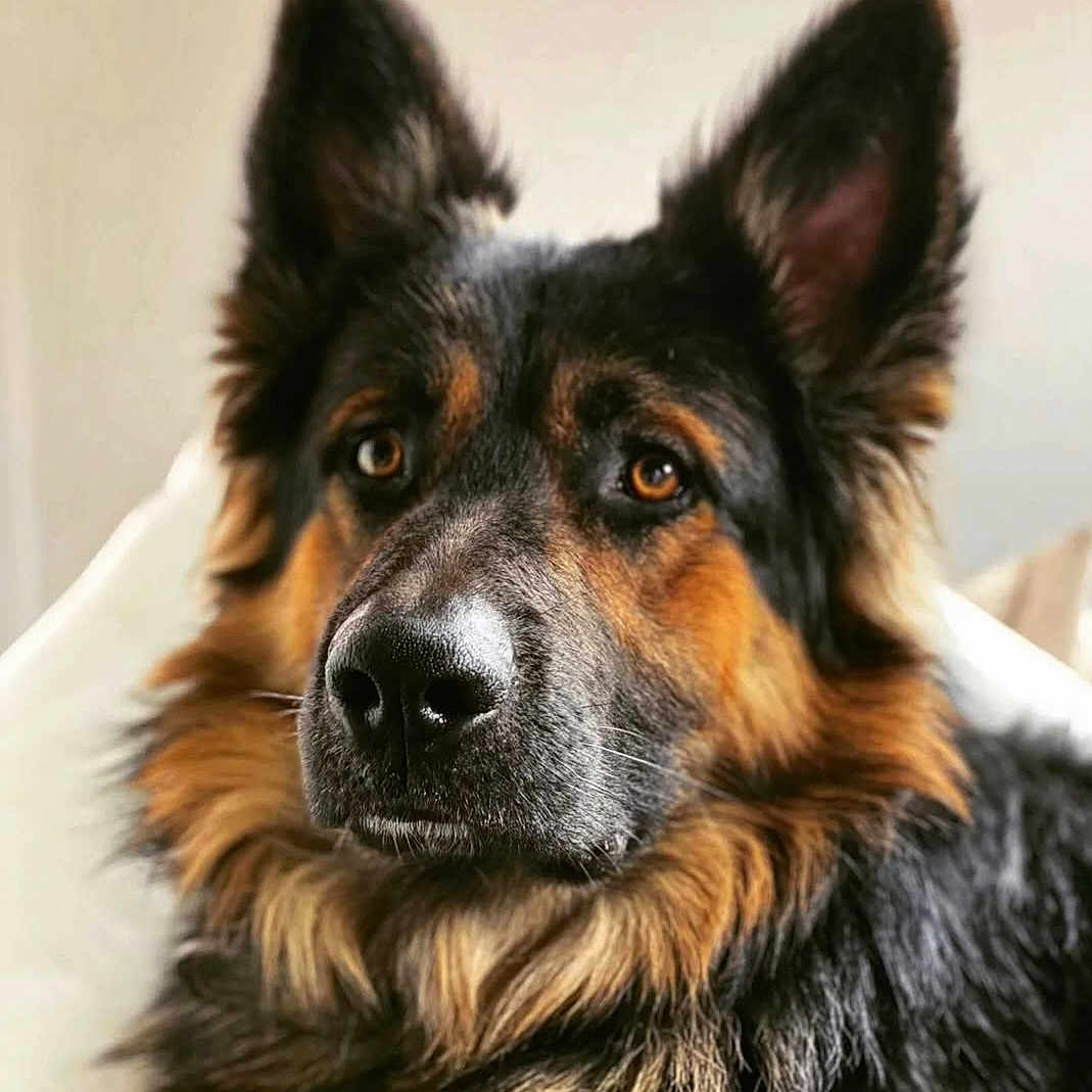 Shadow participe au concours pour gagner de l'argent avec cette photo : animal, canine, dog, germanshepherd, husky, pet, puppy, snout