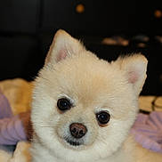 Milky joined the competition — help win amazing prizes! dog, puppy, pomeranian, fluffy, cute, pet, animal, canine, portrait, indoors, cozy, small_dog, fur, ears, eyes, nose, face, lying_down, blanket, soft